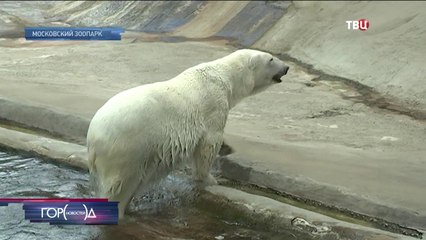 夏の暑さのモスクワ動物園 (Jun.26 2018)