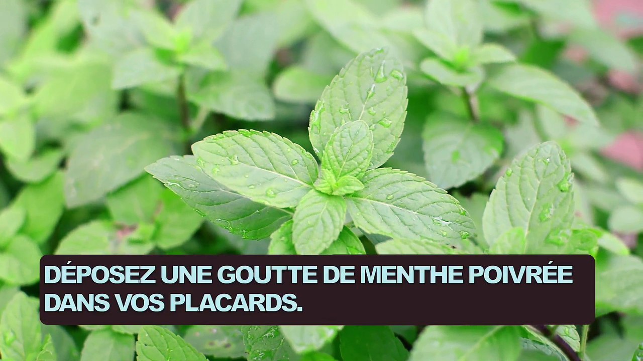 5 astuces naturelles contre les fourmis