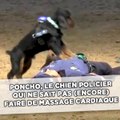 Poncho, le chien policier qui ne sait pas (encore) faire de massage cardiaque