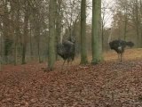 Des Autruches dans l' Aisne
