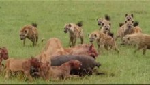 REAL~Animals attack - hyenas vs lions - animals attact ~fight