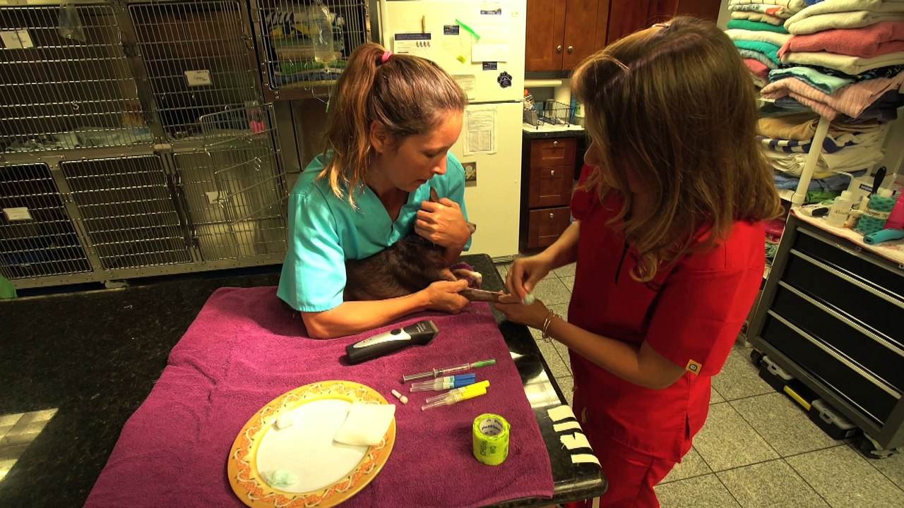 Welcome to At Home Animal Hospital and Veterinary Services