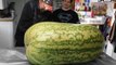 Food Growers Showcase Giant 288-pound Watermelon