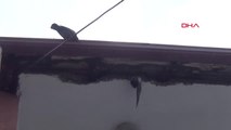 Bolu Sıkıştığı Çatıdan Kurtulan Güvercini Kedi Kaptı