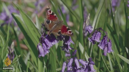 Bug reserve: Inside 'Britain's brownfield rainforest' - earthrise