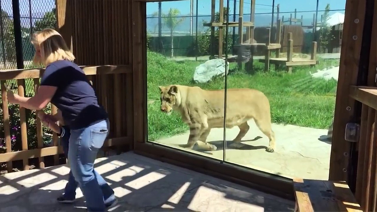 Niños y Mascotas  Recompilacion de Videos Graciosos