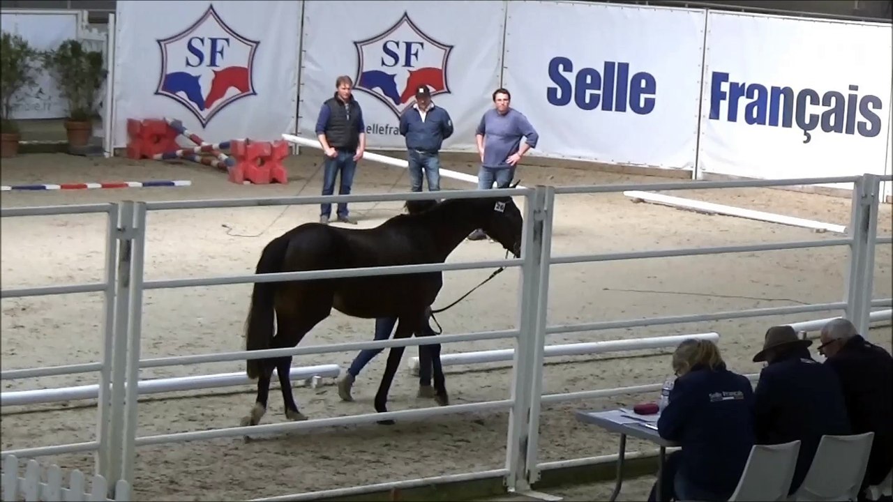 Grizehys des Edènes local 2 ans