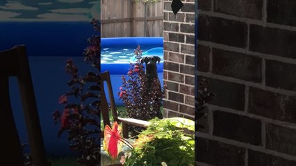 Un chien grillé en train de s'amuser dans la piscine