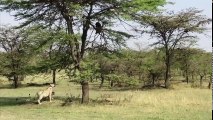 5 Lion vs 20 Buffalo - Lions attacking baboons failed on Tree ⇅ Leopard vs Baboon vs Fox vs Seal