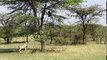 5 Lion vs 20 Buffalo - Lions attacking baboons failed on Tree ⇅ Leopard vs Baboon vs Fox vs Seal