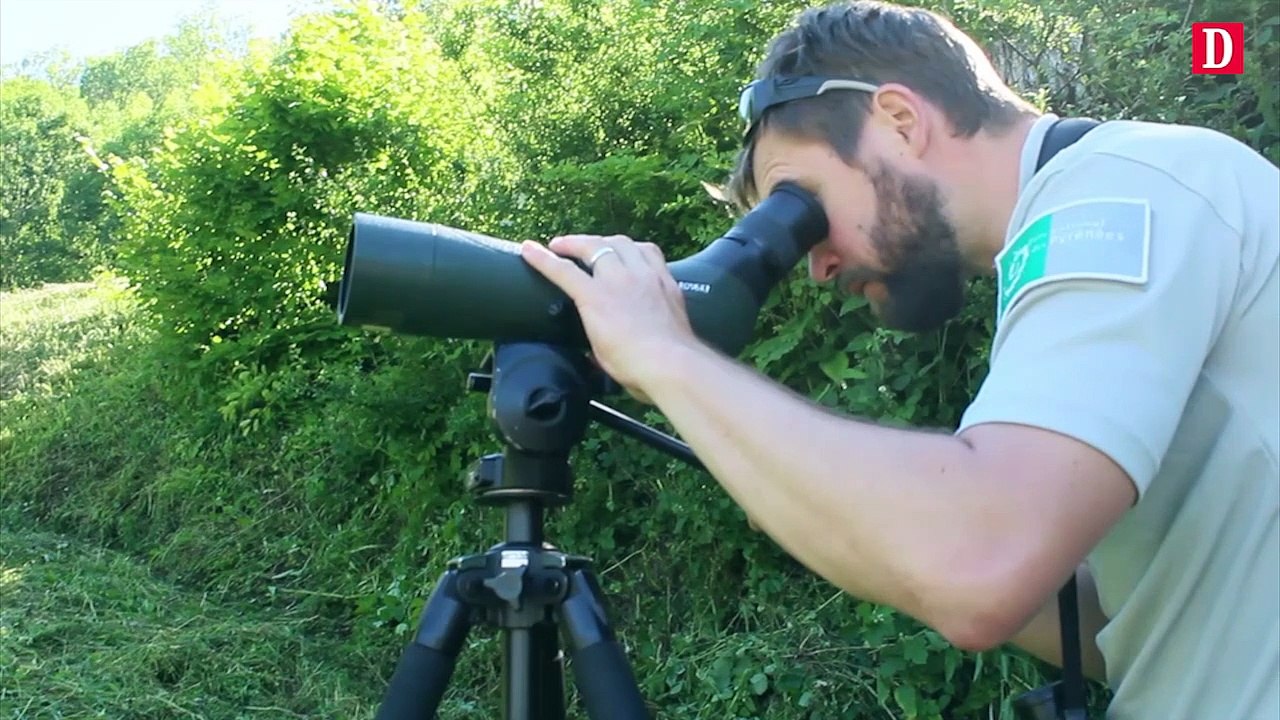 Des vautours à l'arrivée du Tour de France