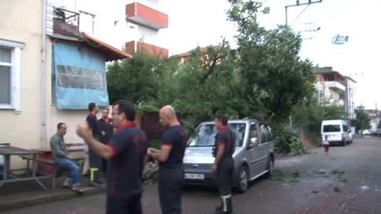 Kökü Çürüyen Ağaç, Park Halindeki Aracın Üzerine Devrildi