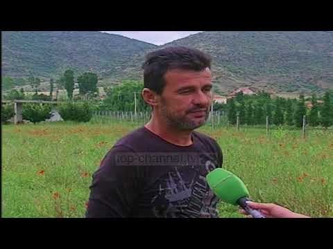 Fermerët e Korçës zgjedhin bimët medicinale - Top Channel Albania - News - Lajme