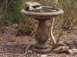 YIKES! 9 creepy non-venomous snakes in Phoenix - ABC15 Digital