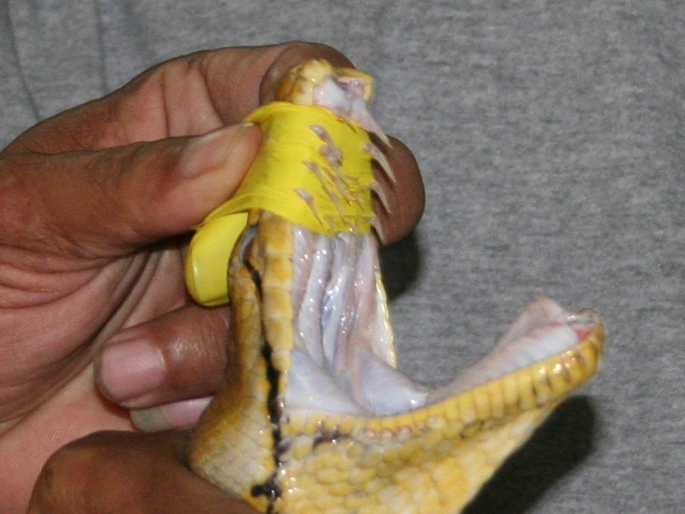 NOPE! 7 things you should fear about non-venomous snakes - ABC15 Digital