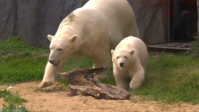 En coulisses - Que prédisent les ours Lara et Nanook pour Corée du Sud - Allemagne ?