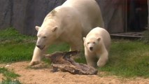 En coulisses - Que prédisent les ours Lara et Nanook pour Corée du Sud - Allemagne ?