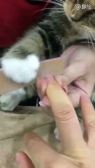 Funny Cat Nail Polishing Try Not To Laugh