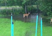 Three Deer Seen Playing in a Backyard Puddle in Ontario, Canada