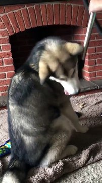 Massage à l'aspirateur ? Ce chien adore !