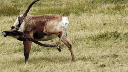 Bull Caribou Scratches Back Paw with Antler