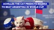 Achilles The Cat Predicts Nigeria to Beat Argentina In World Cup