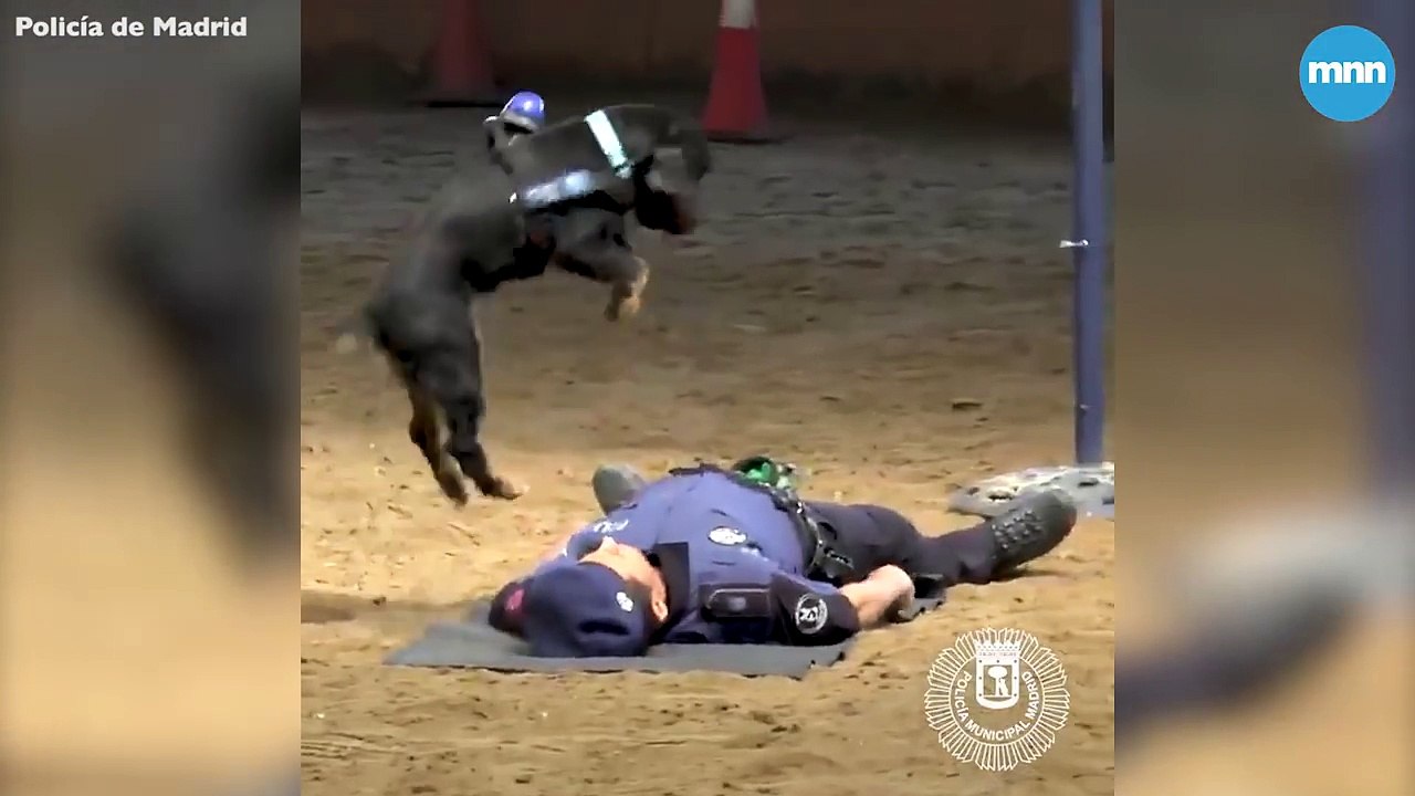 Un chien de police essaye de sauver un policier avec du RCP !