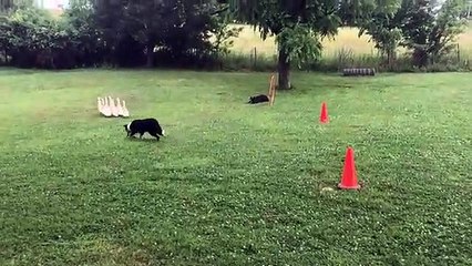 Tải video: Deux chiens arrive à diriger des oies vers une cage !