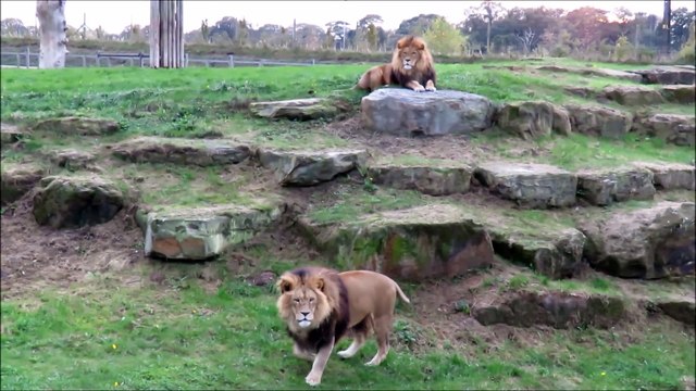 Quand 5 lions se mettent à rugir ensemble... Impressionnant