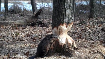 Ce castor est bien décidé à abattre cet arbre