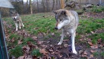 La rencontre entre un loup et un chien