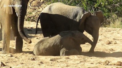 Adorable young elephant struggles to get back up on its feet