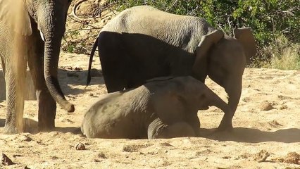 Adorable young elephant struggles to get back up on its feet