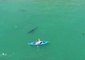 Great White Shark Swims Near Kayaker in Monterey Bay