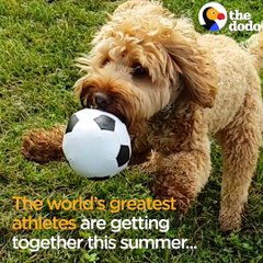 These dogs know it’s not about winning or losing but how EPIC you look playing the game ⚽ World Pup captured in #SuperSlowMo #withGalaxy : Galaxy S9. Explore