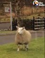 This sheep plays with her dog friends in the cutest way 