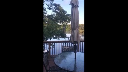 Les écureuils aussi ont leur manèges... Ejecté à grande vitesse