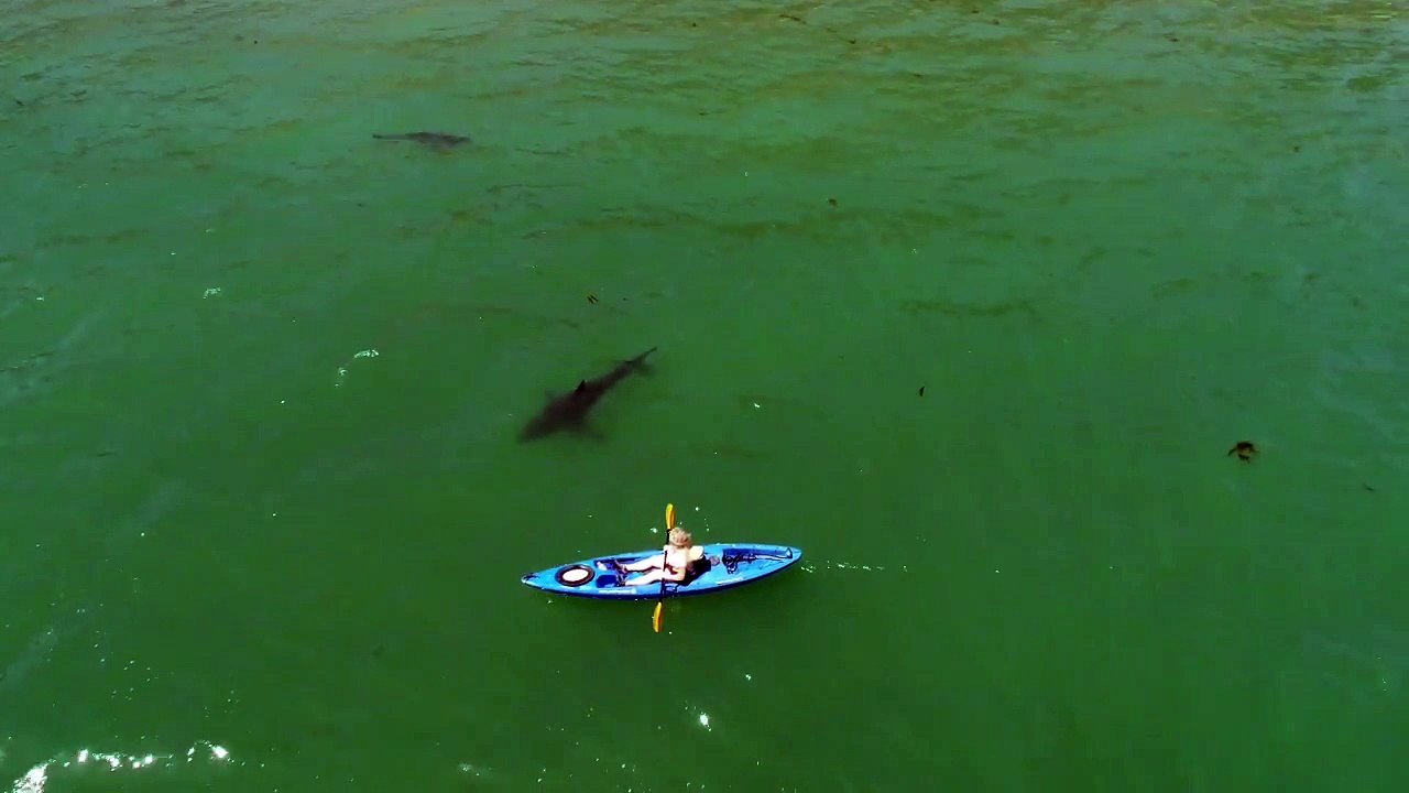 Ce kayakiste est suivi par un grand requin blanc à Monterey Bay