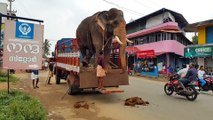 Pas facile de descendre d'un camion quand on est un éléphant