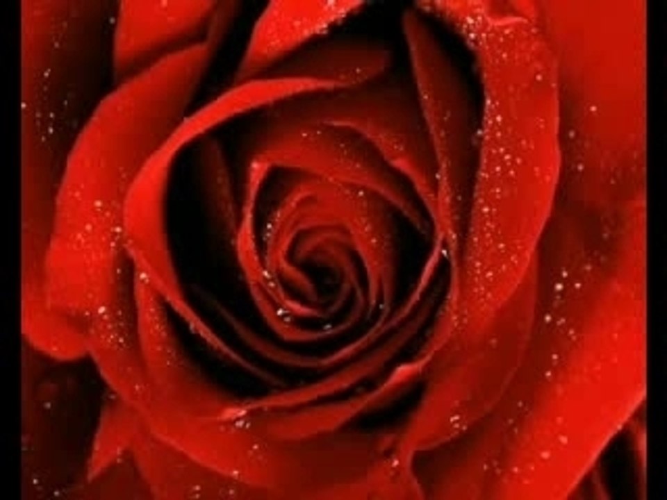Oscar, le destin d'une rose