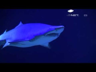 Akuarium Hiu Di AS Dibuka Kembali Setelah Tutup 6 Tahun - NET 5