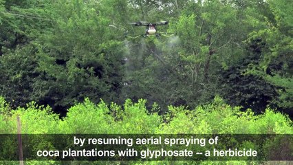 Colombia to resume aerial spraying to destroy coca crop