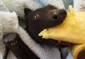 Banana-Loving Bat Enjoys Soft Fruit After Ordeal