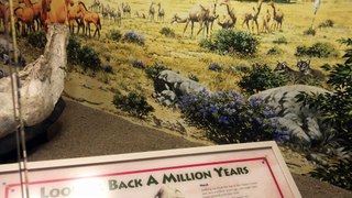 1 Million Year Old Mammoth Jaw Bone