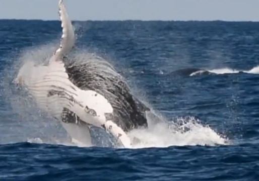 Whales Breach During Annual Migration to the North