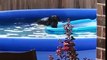 Un chien grillé en train de s'amuser dans la piscine