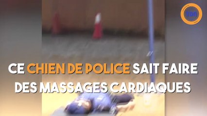 Ce chien de police sait faire des massages cardiaques