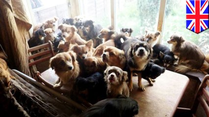 82 chihuahuas found in dirty, chaotic condition in British house