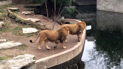 Un lion chute dans l'eau
