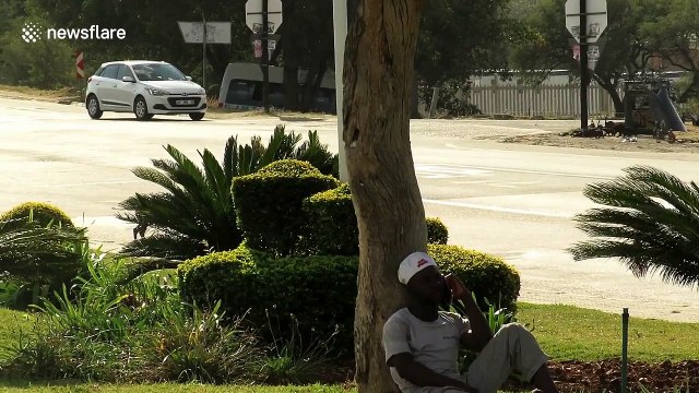 Warthogs cause travel chaos in South African town